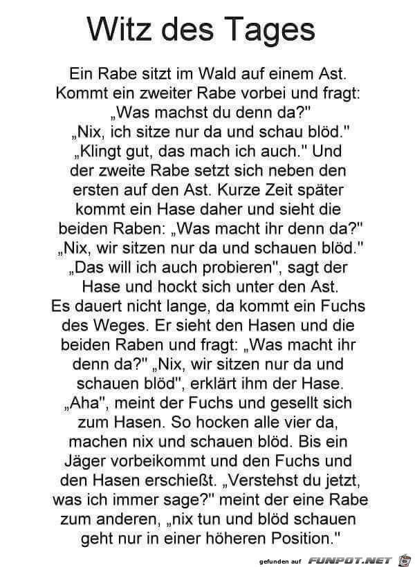 witz witz