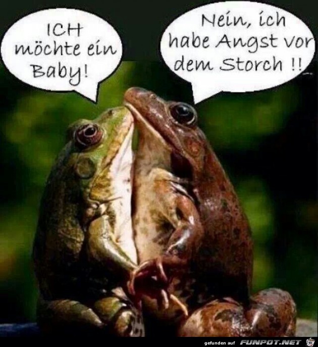 storch storch