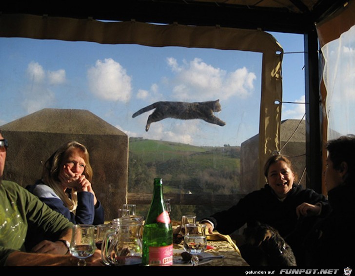 Super Katzen-Bilder - im richtigen Moment abgedrueckt 21