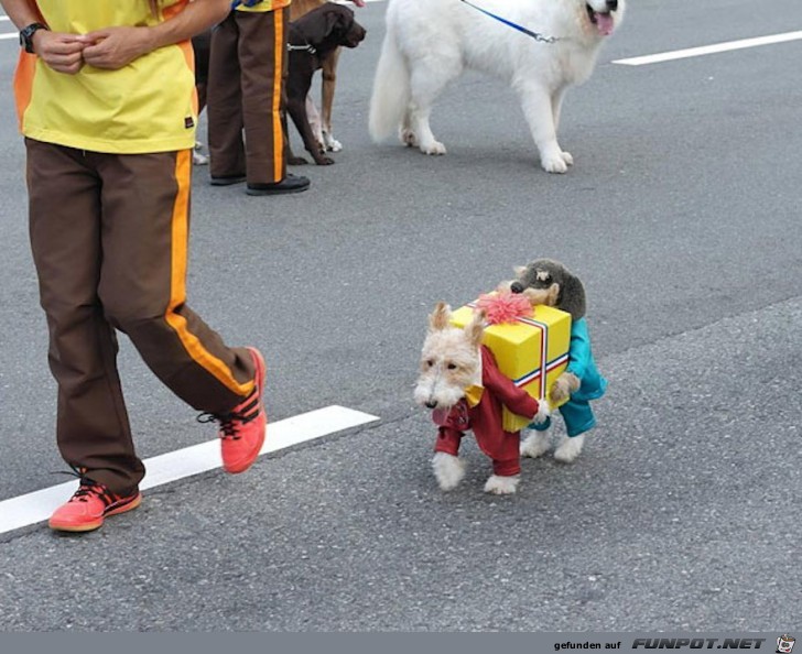 Lustige Halloween-Kostme fr Tiere!