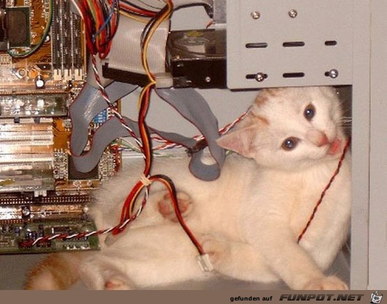 image006666 image006666