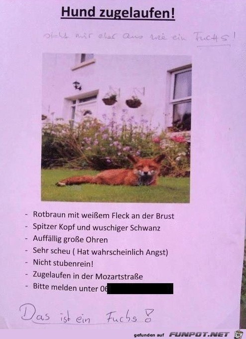 hund-zugelaufen-fail