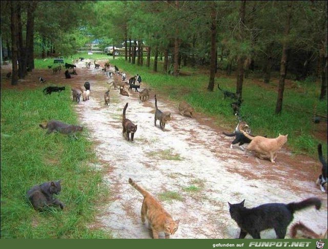 Mann baut Zufluchtsort fr Obdachlose Katzen