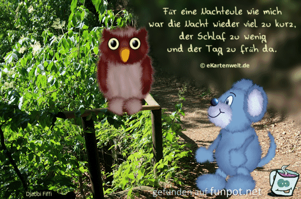 Nachteule Nachteule