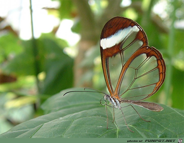Transparenter GlassWing Schmetterling
