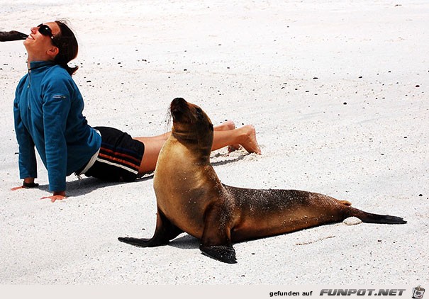 Die besten tierischen Yoga-Lehrer und ihre Stellungen!