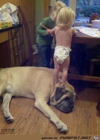 Hundebabysitter