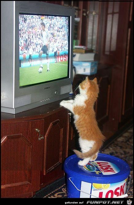 Soccer Fan