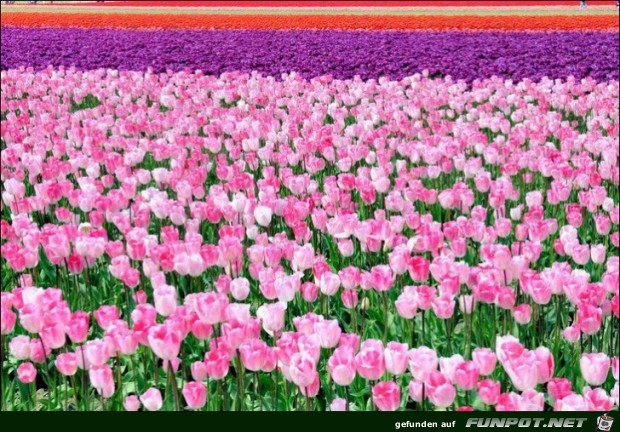 9 Millionen Tulpenzwiebeln!