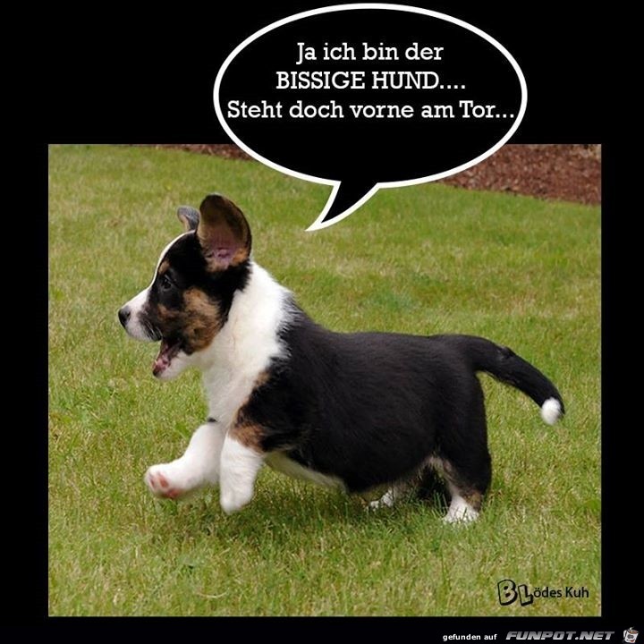 Ja ich bin der bissige ... Ja ich bin der bissige ...