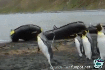 gif Pinguine