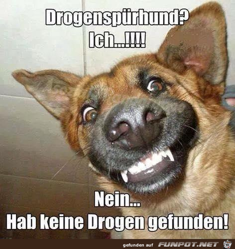 Spuerhund