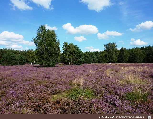 Die Heide blht vor unserer Haustr Region...