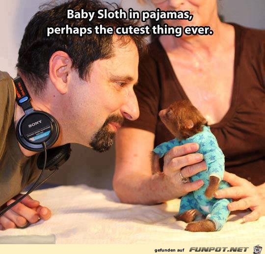 11 - baby sloth 11 - baby sloth