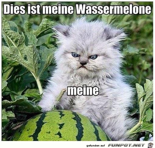 Wassermelone Wassermelone