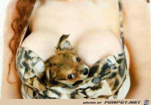 dog under pressure dog under pressure