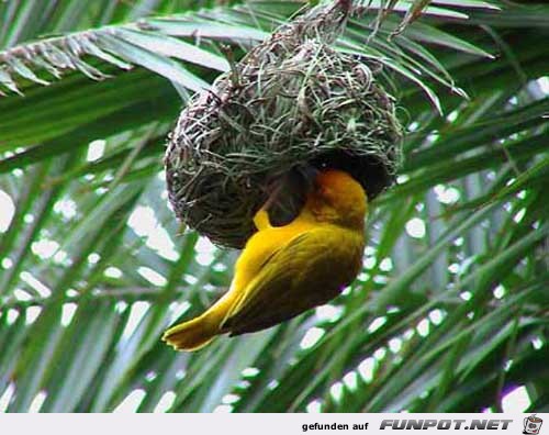 image004454 image004454