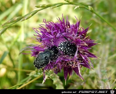 Distel Distel