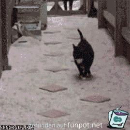 Stepping Stone Cat Stepping Stone Cat
