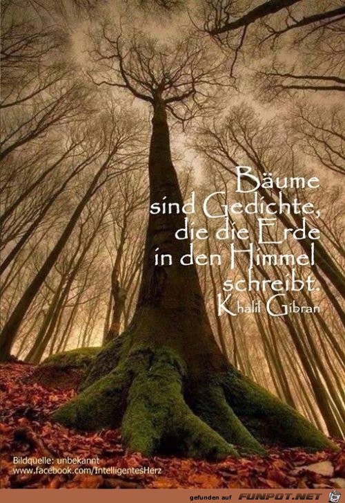 Baeume sind Baeume sind