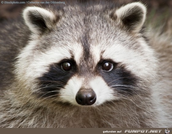 Waschbär7 Waschbär7