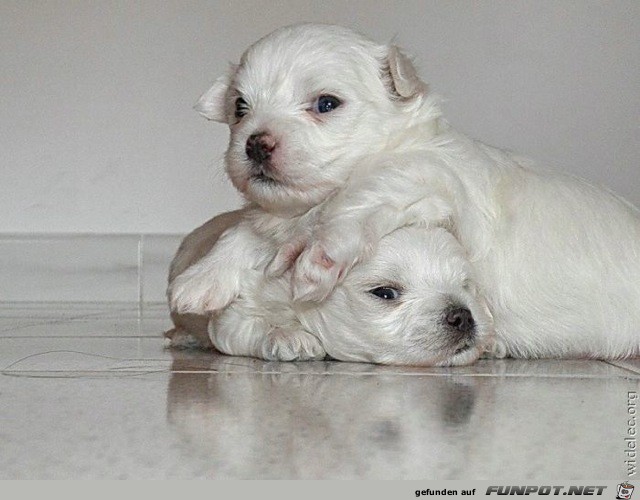 wirklich herzige Hundebabys!