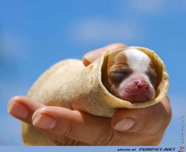 wirklich herzige Hundebabys!