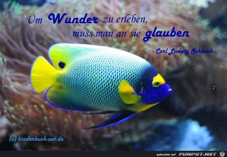 Wunder5 Wunder5
