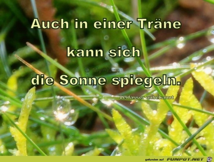 traene traene