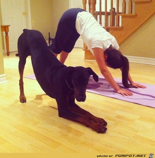 Die besten tierischen Yoga-Lehrer und ihre Stellungen!