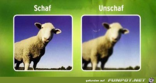 schaf schaf