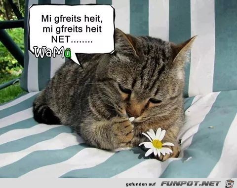Mich freuts heute mich freuts heute nicht Mich freuts heute mich freuts heute nicht