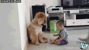 Tiere in Aktion ... animierte GIFs