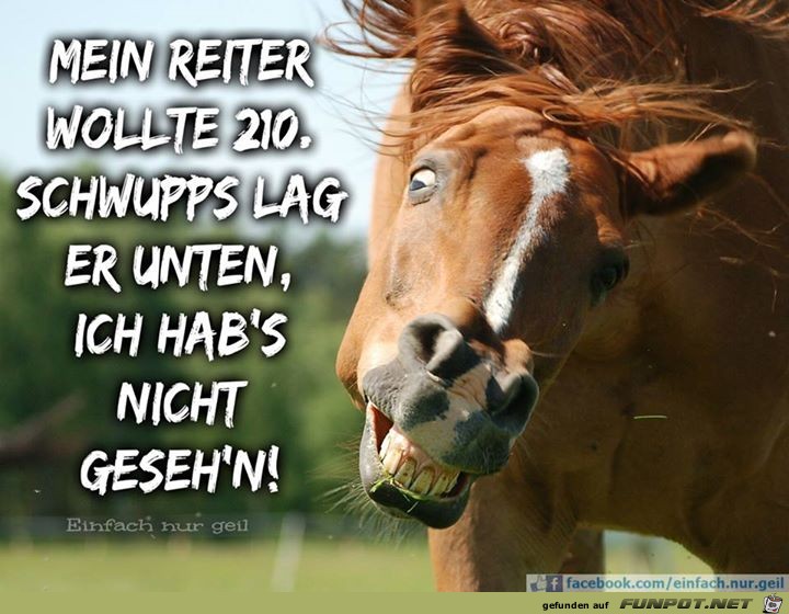 Reiter