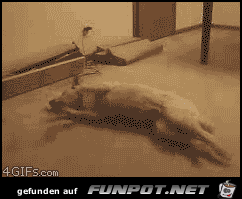 Difference Between Dogs and Cats 4 Difference Between Dogs and Cats 4