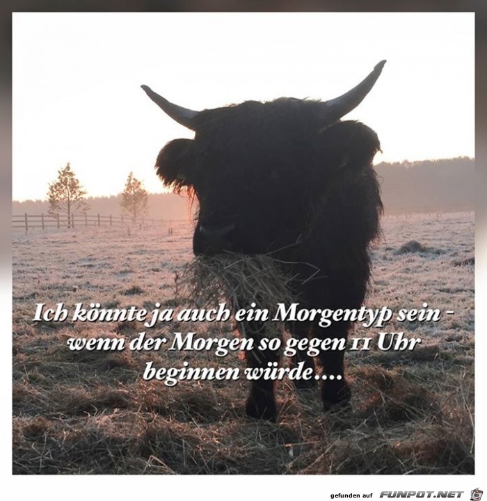 morgentyp morgentyp