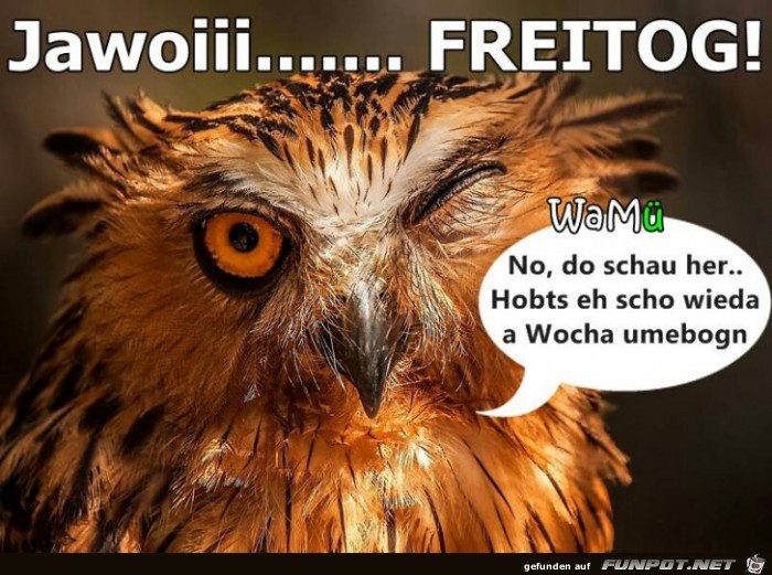 freitog freitog