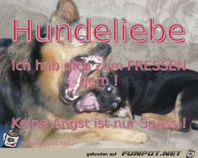Hundeliebe Hundeliebe