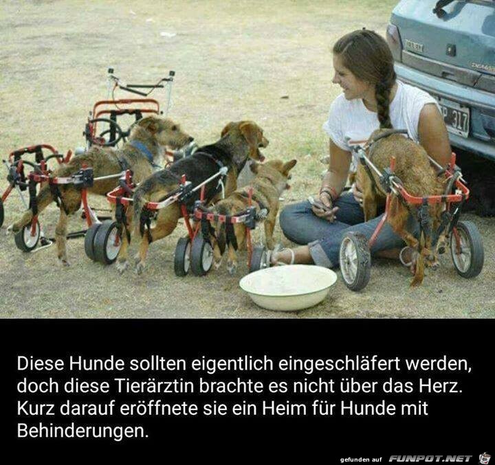 Diese Hunde