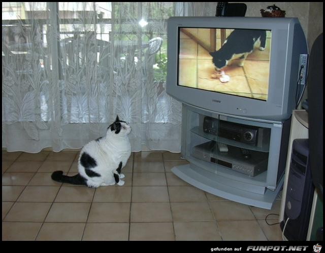 Cat-Channel