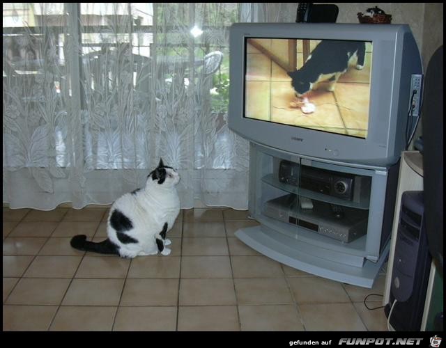 Cat-Channel Cat-Channel