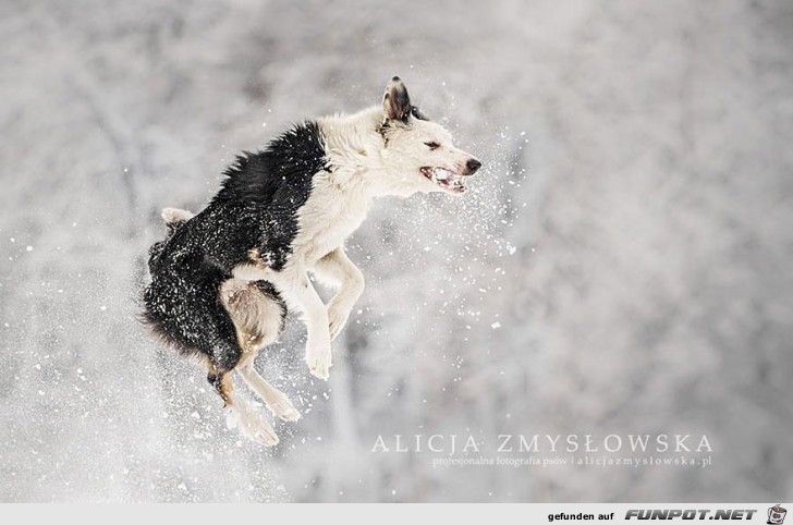 Goldige Hunde-Bilder 17 Goldige Hunde-Bilder 17