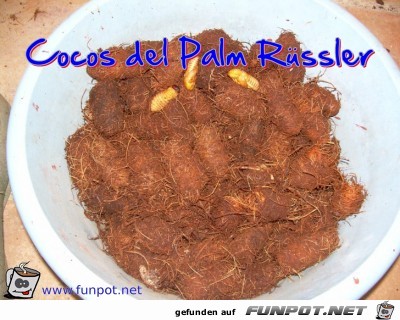 Cocos del Palm Ruessler