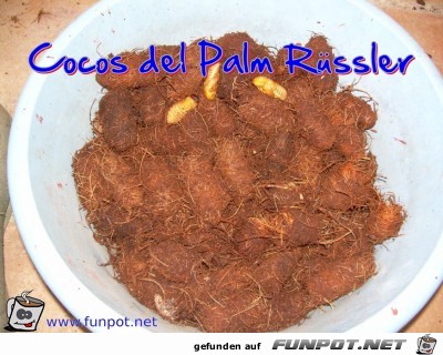 Cocos del Palm Ruessler Cocos del Palm Ruessler