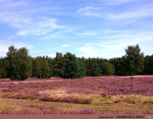 Die Heide blht vor unserer Haustr Region...