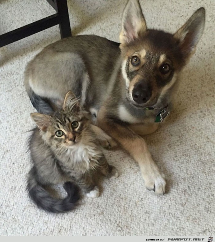 Hunde und Katzen - Tolle Freundschaft 17