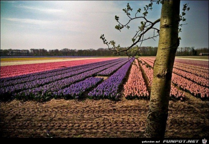 9 Millionen Tulpenzwiebeln!