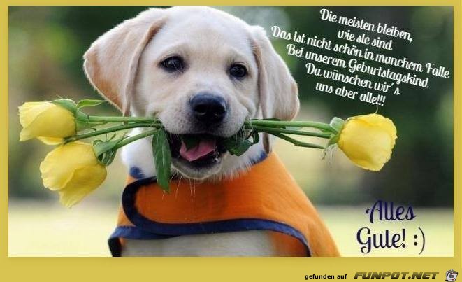 Die meisten Die meisten