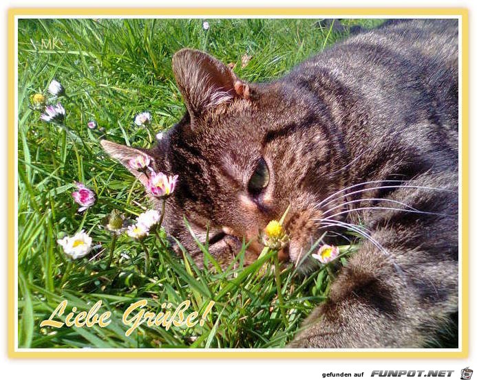 Liebe Gruesse Liebe Gruesse