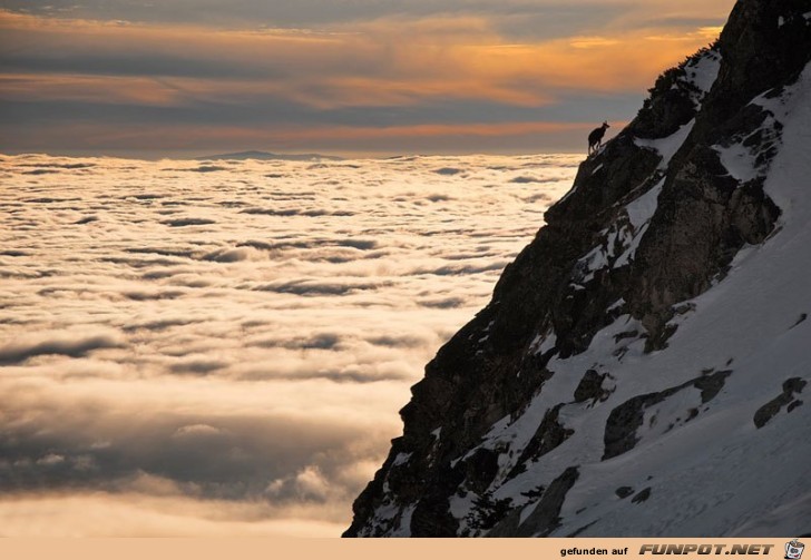 65 Einsamer CHAMOIS UeBER DEN WOLKEN